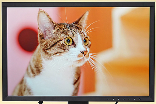 EIZOのColorEdgeで猫を超かわいく見よう！プロ向け液晶は一般ユーザー