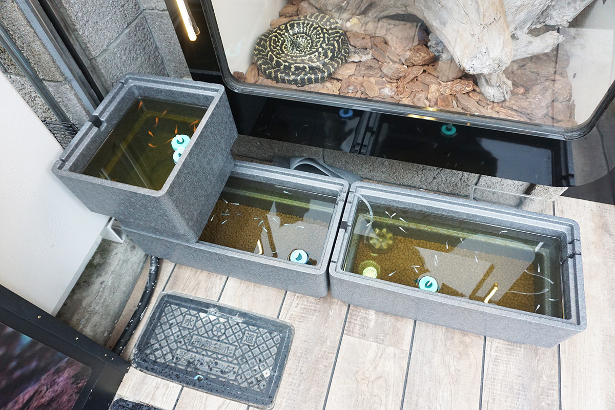 REPTILES TOKYO(6月14日撮影)