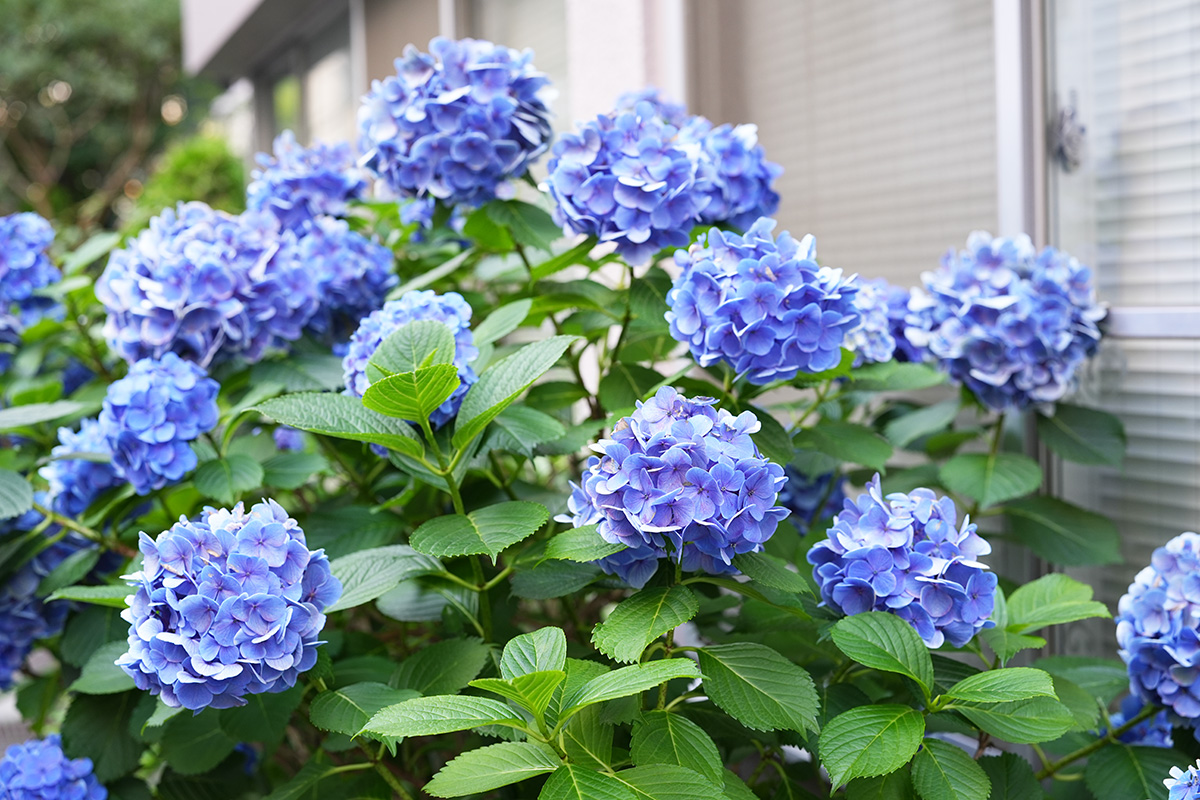 株式会社マコト(6月21日撮影)