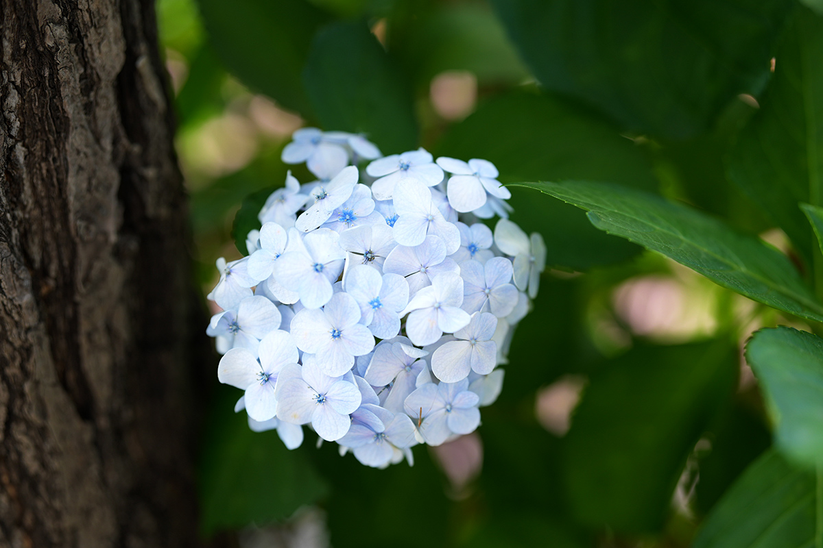 水天宮通り(6月21日撮影)