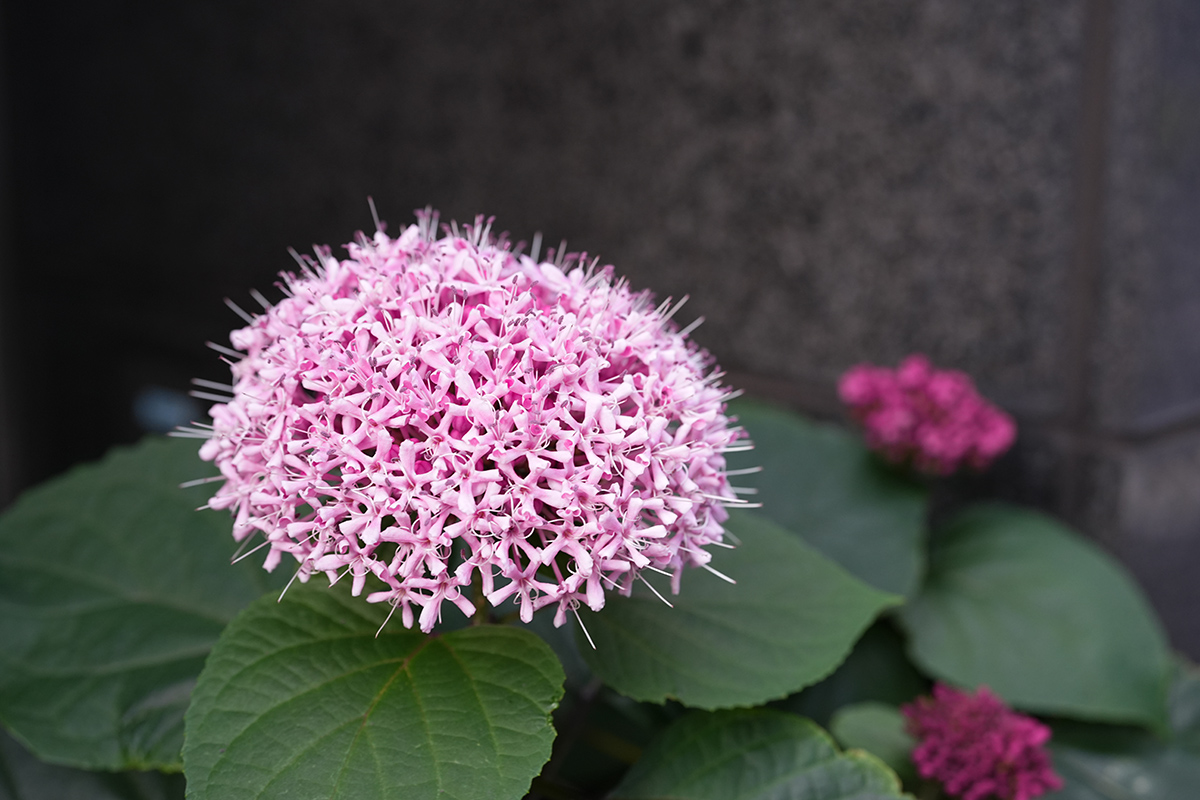IZU6ビル(6月21日撮影)