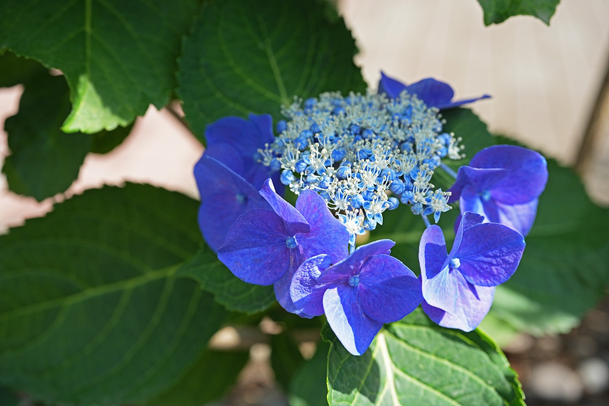 柳原通り(6月21日撮影)