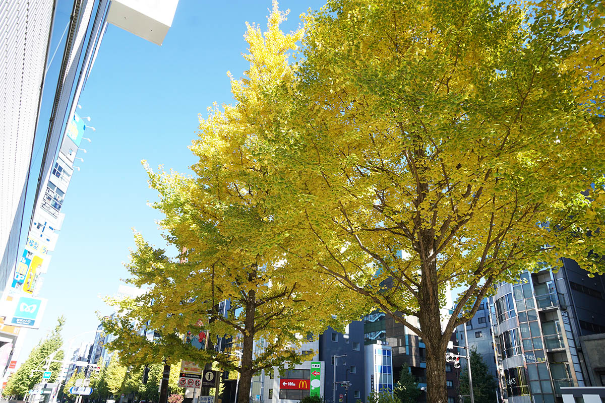 (11月22日撮影)