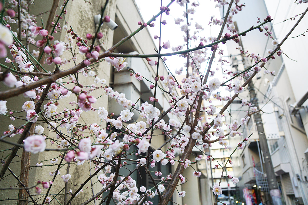 あきば食堂(2月28日撮影)
