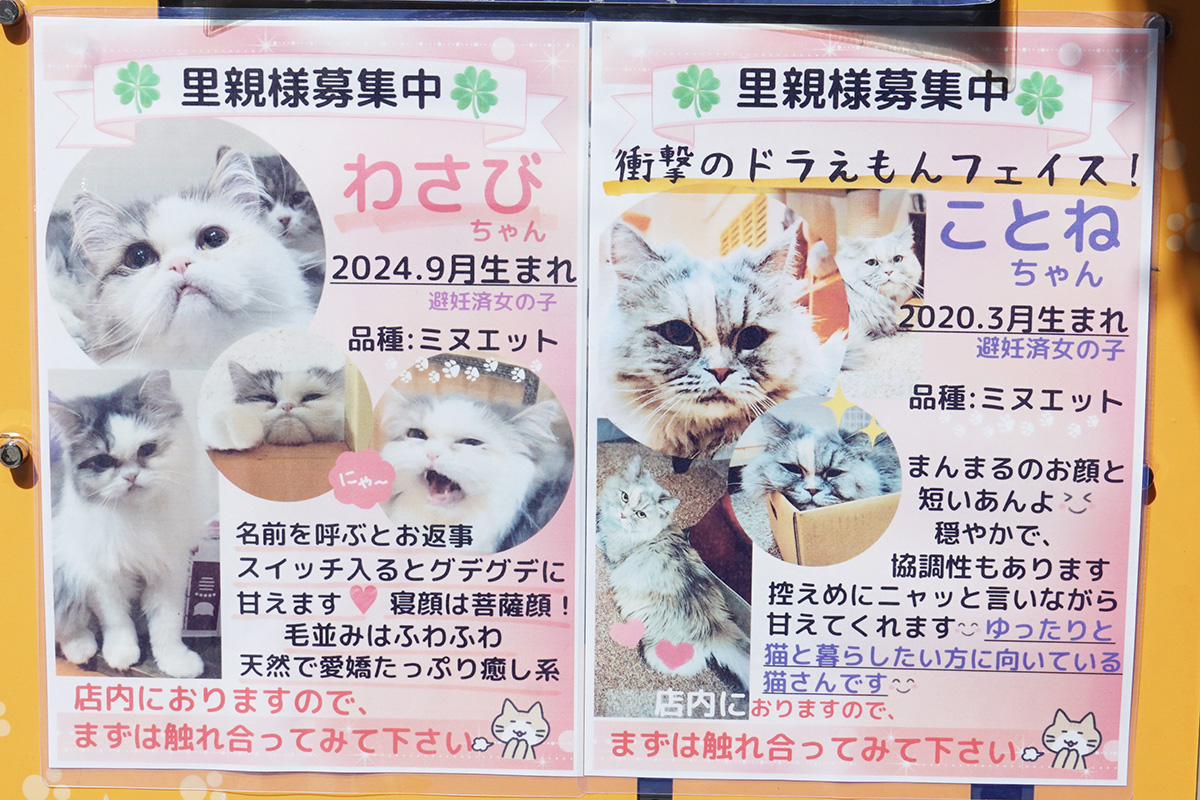 ねこ・JaLaLa(3月14日撮影)