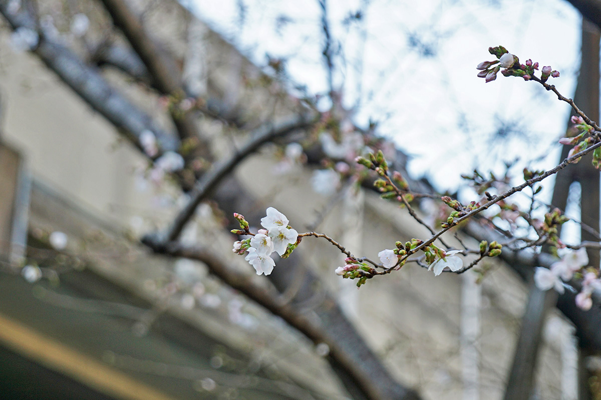 秋葉原練塀公園(3月21日撮影)