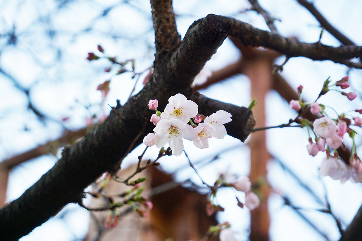 柳森神社(3月21日撮影)
