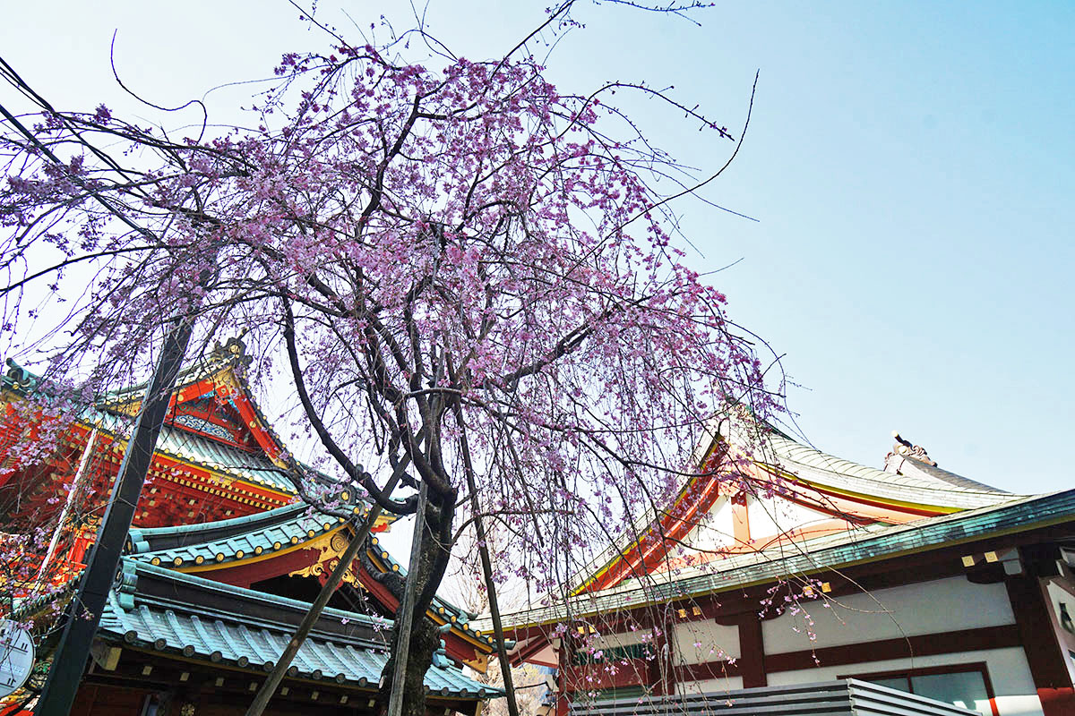 神田明神前(3月21日撮影)