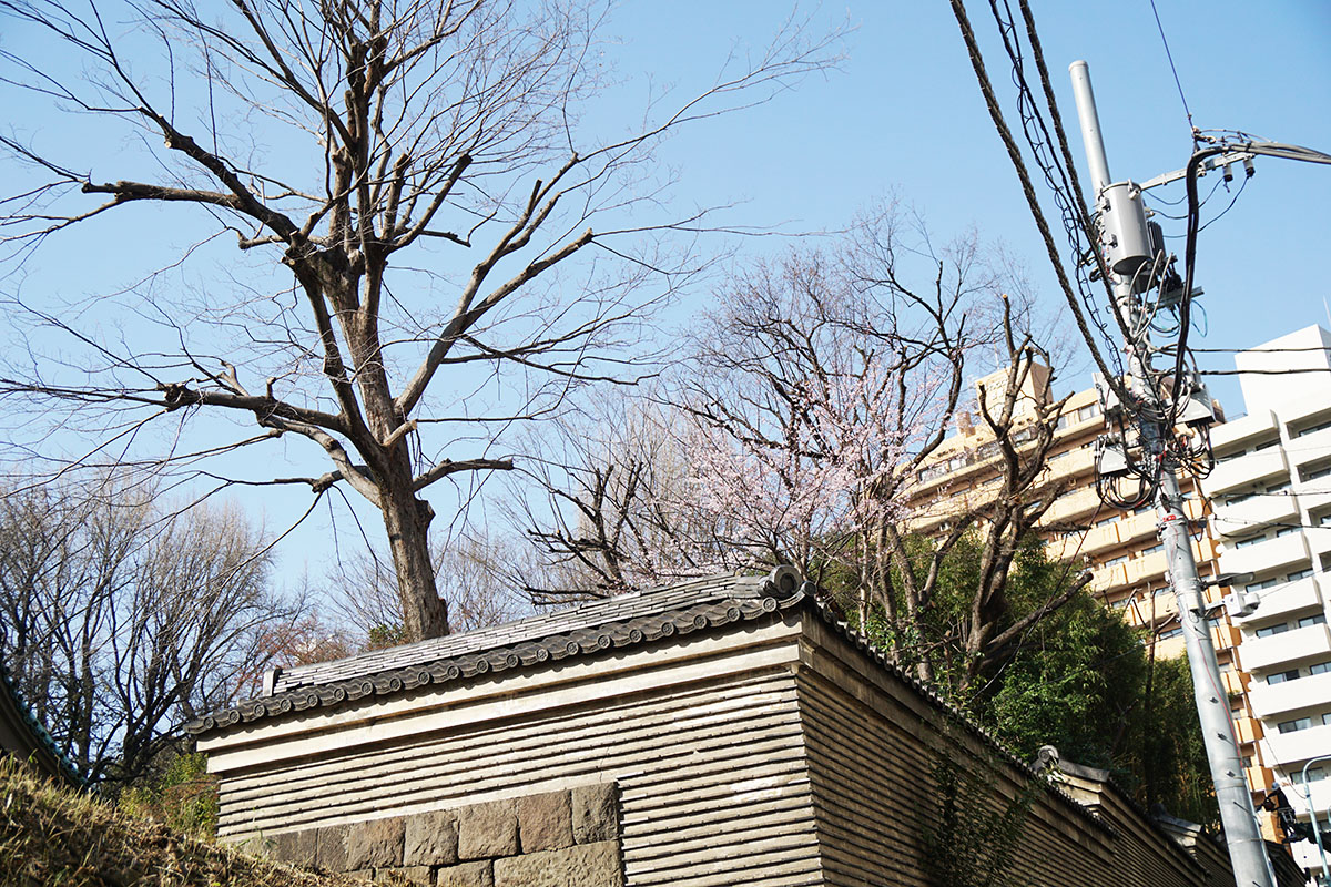 湯島聖堂(3月21日撮影)