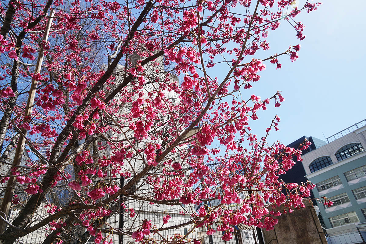 千代田区立芳林公園(3月14日)