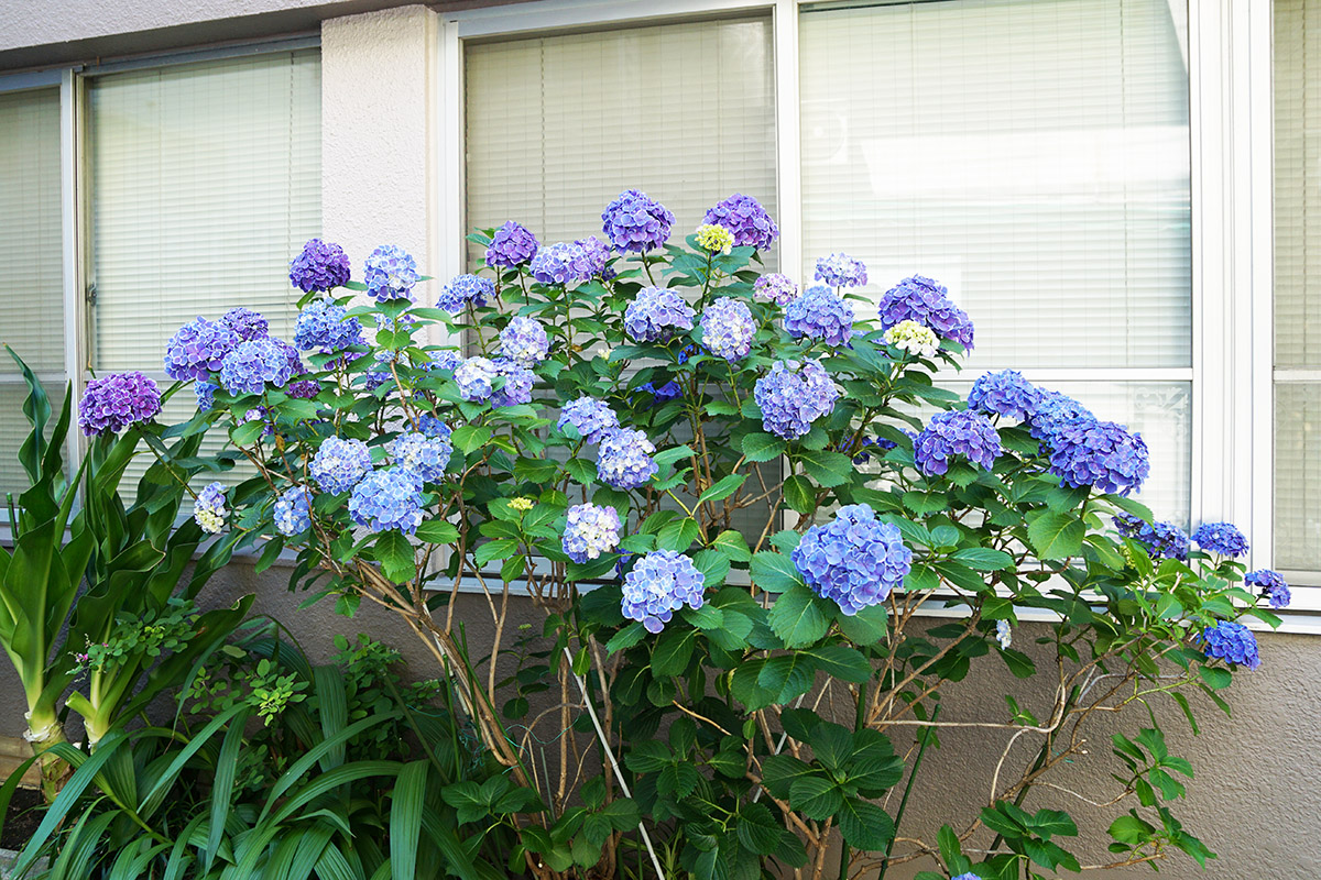 株式会社マコト(5月30日撮影)