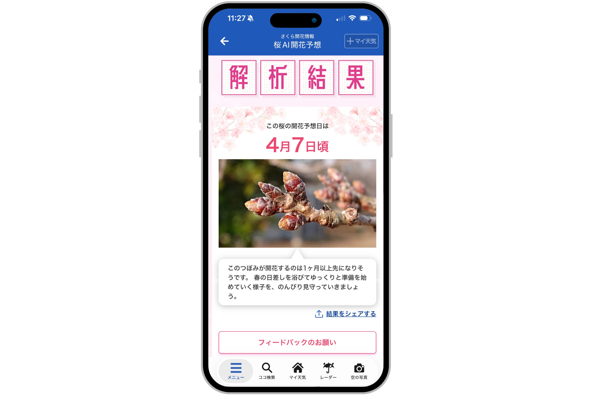 つぼみの開花予想日を表示