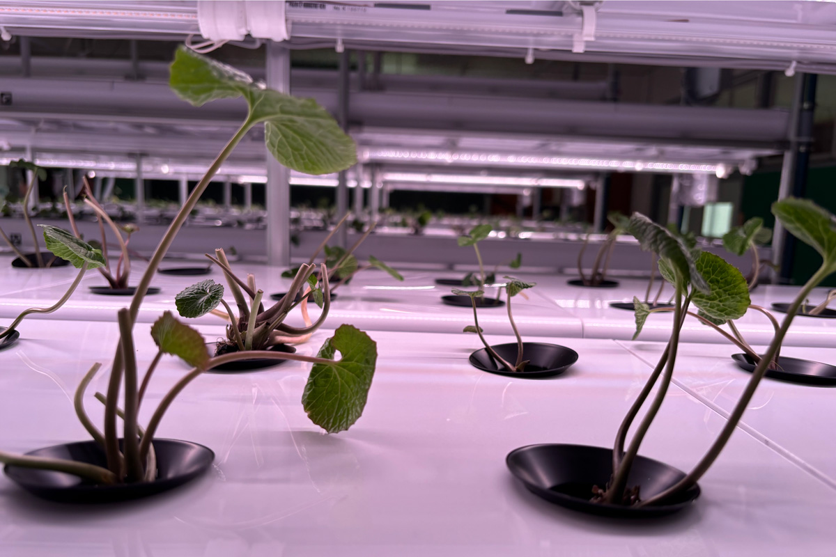 温度・水質・光量などをリアルタイムで制御し、わさびの生育環境を最適化