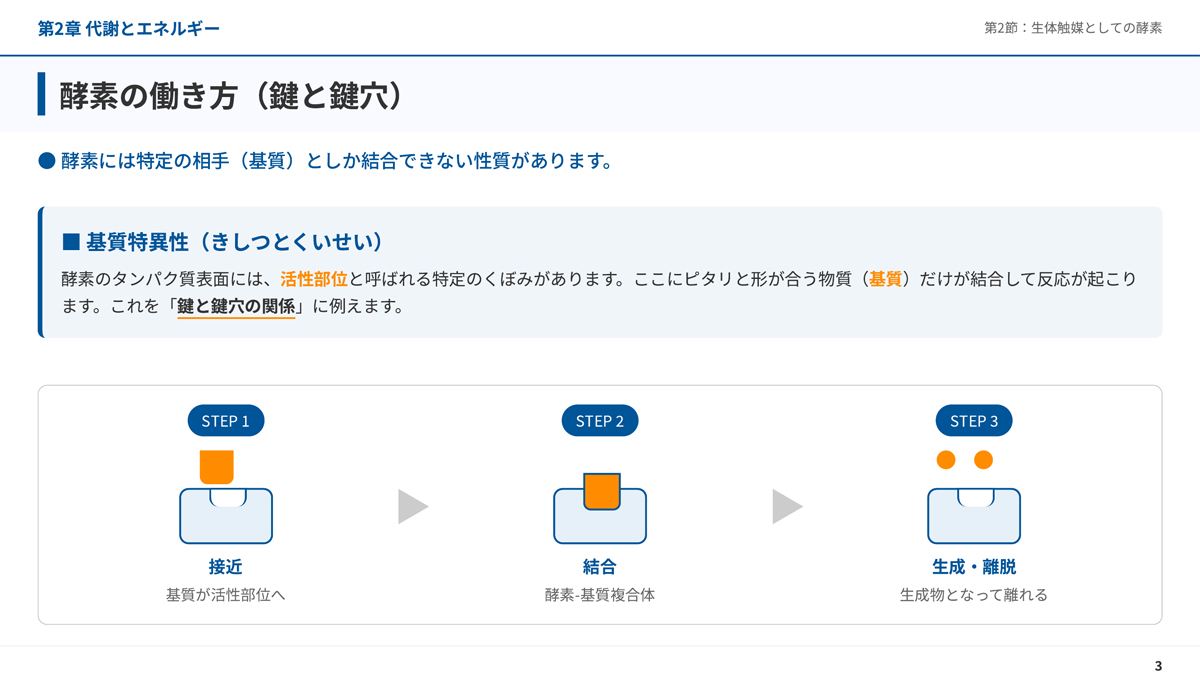第2章 代謝とエネルギー 酵素の働き方（鍵と穴）