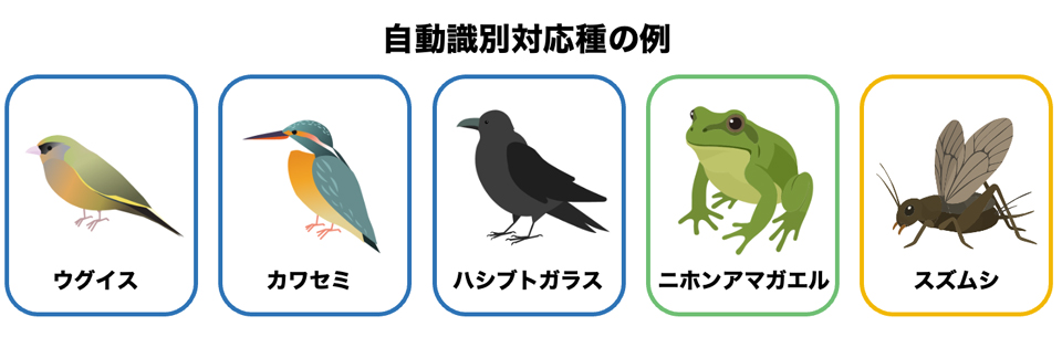現在自動識別できる生物の一例。今後も対象種を広げていく予定