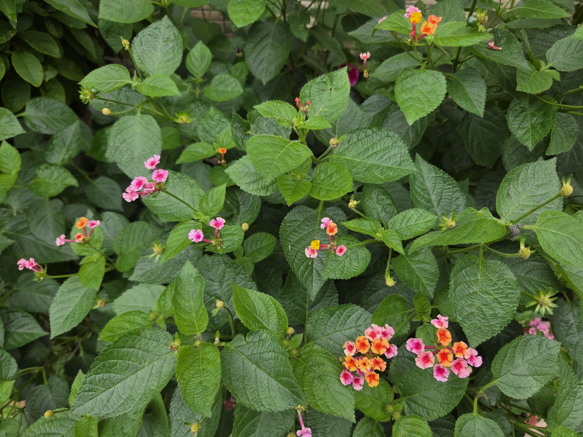 目の前の花についてAIアシスタント（ChatGPT）に教えてもらった
