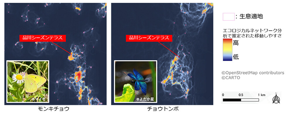 種ごとのエコロジカルネットワーク分析（モンキチョウ、チョウトンボ）