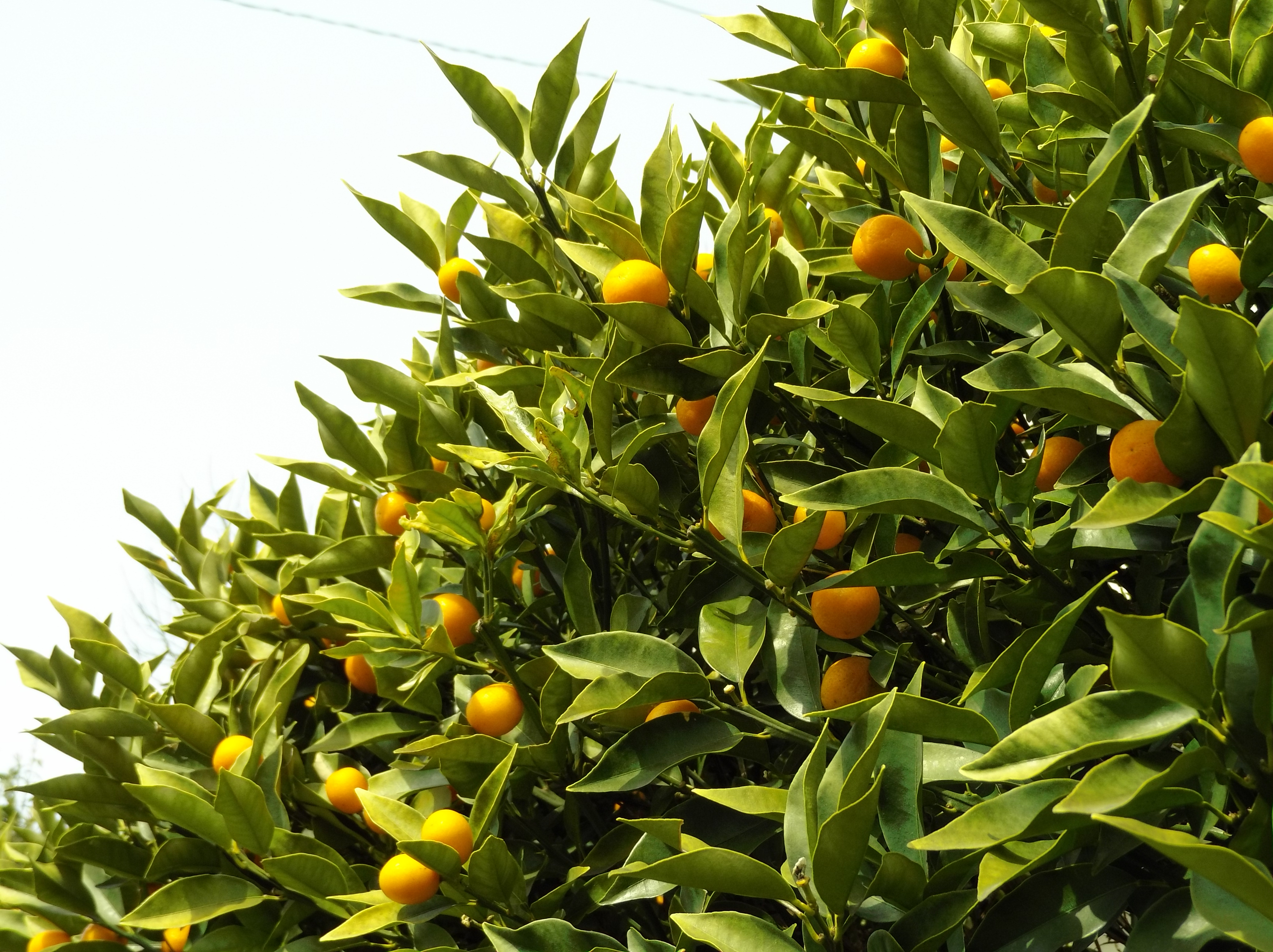 True Zoomで撮影。色味に味がある