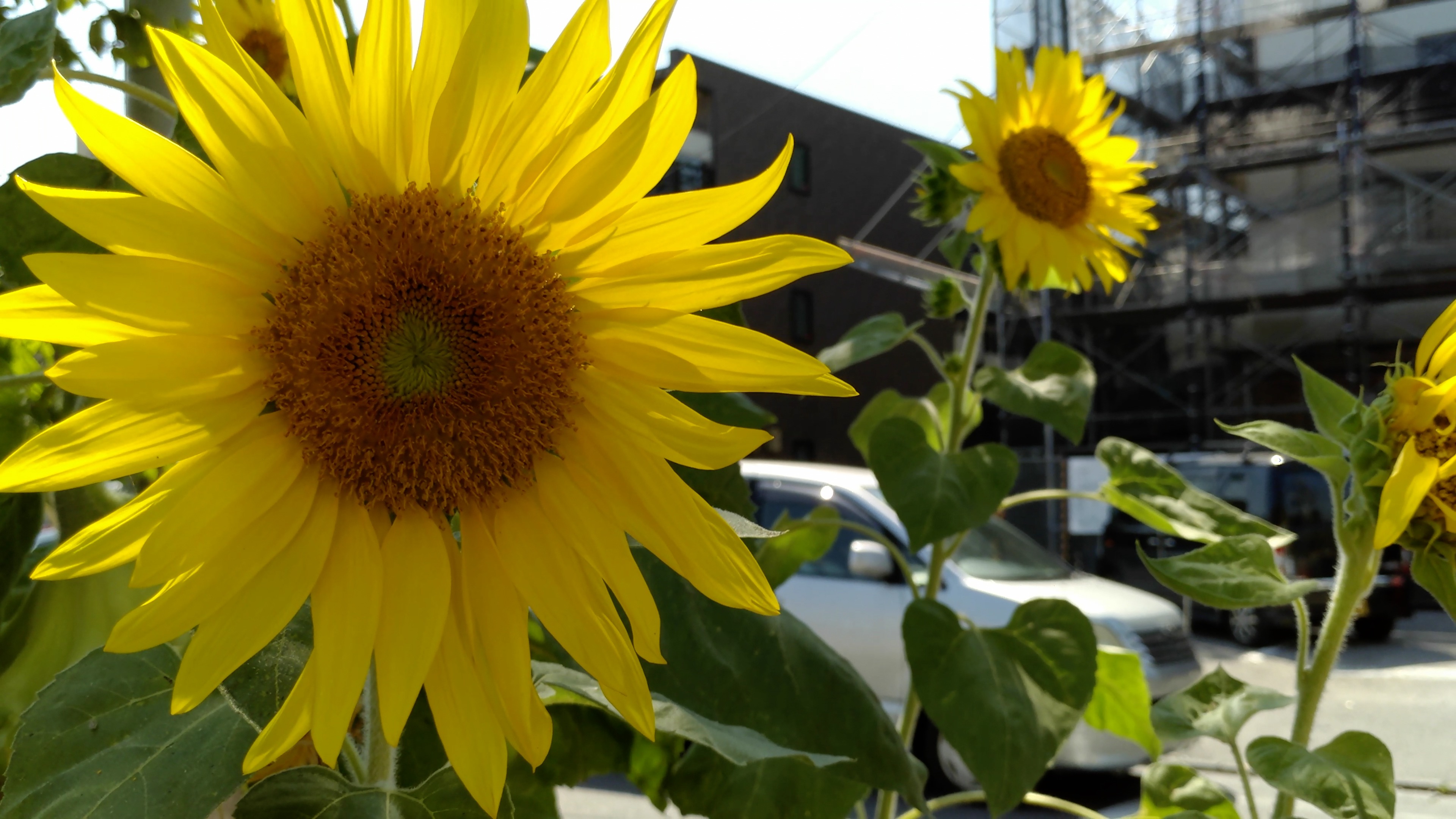 動画でも発色はかなり強め