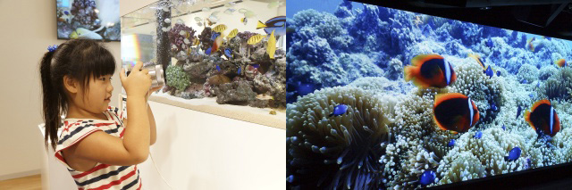 GINZA PLACEで水槽の魚を撮影体験(左)。沖縄美ら海の4K映像上映(右)も