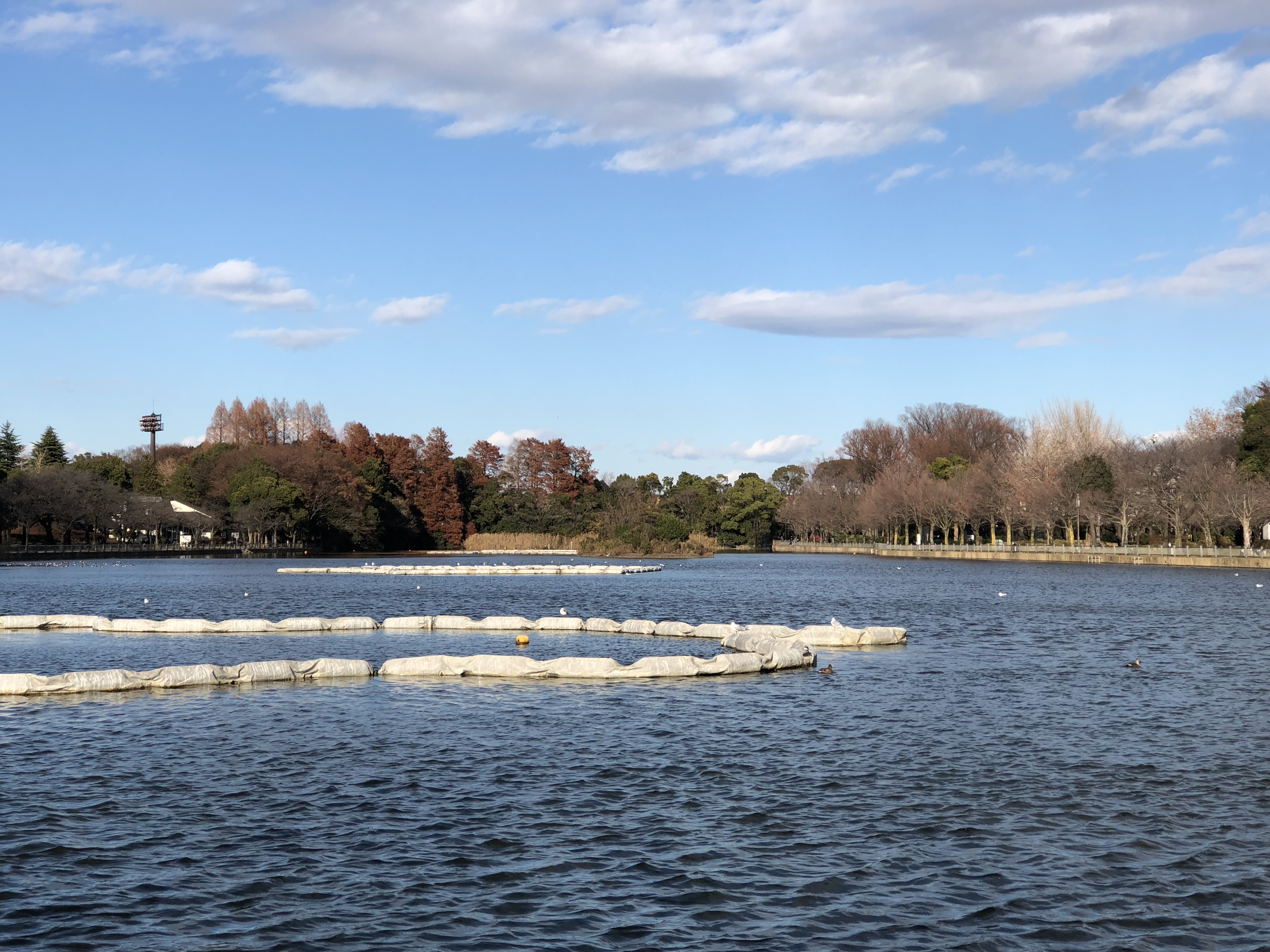 iPhone 8 Plus<br>静止画:Tele