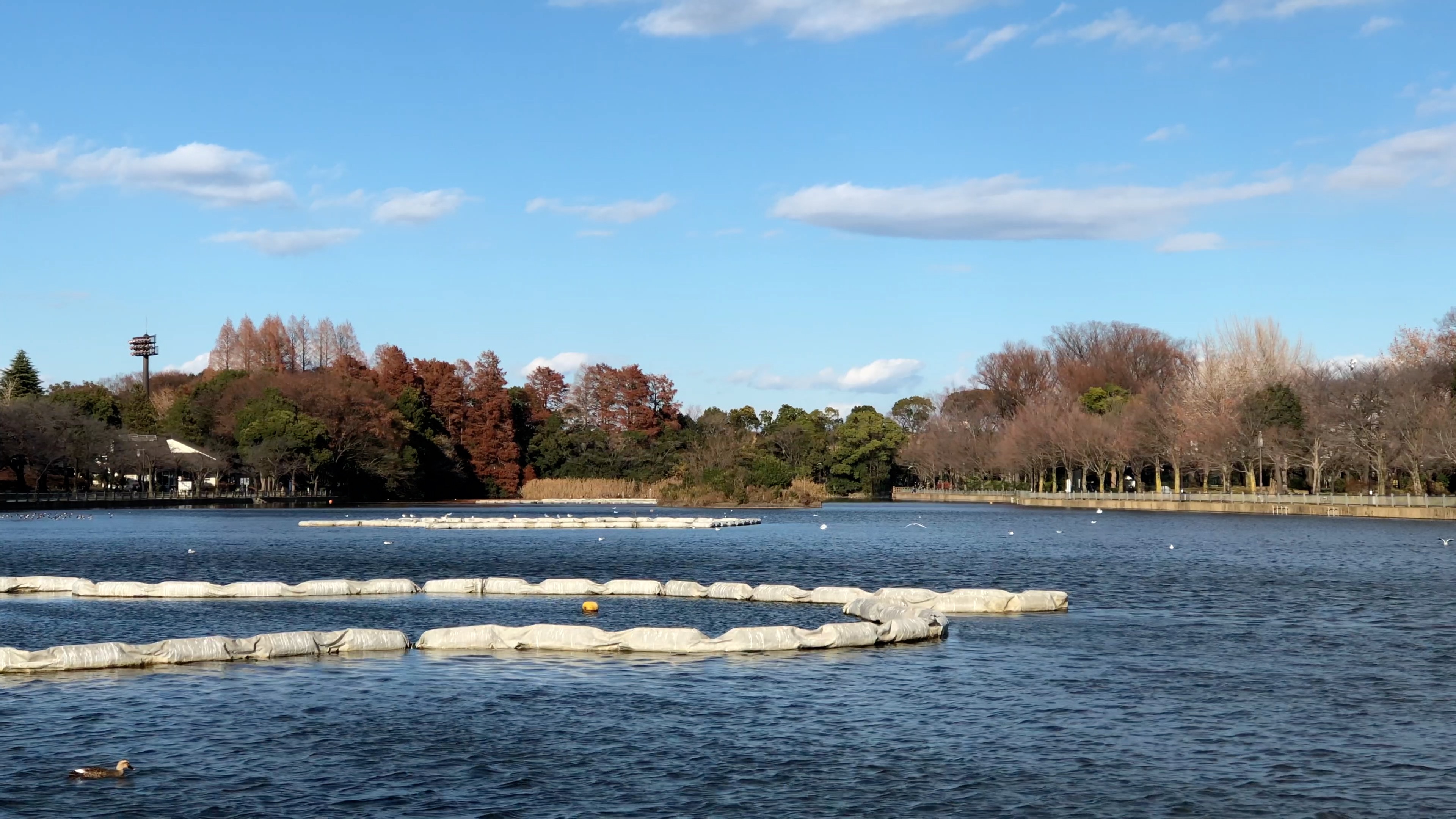 iPhone 8 Plus<br>動画:Tele