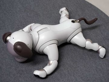 aiboついに誕生(発売)。オーナーに引き渡し、「のびのび育って