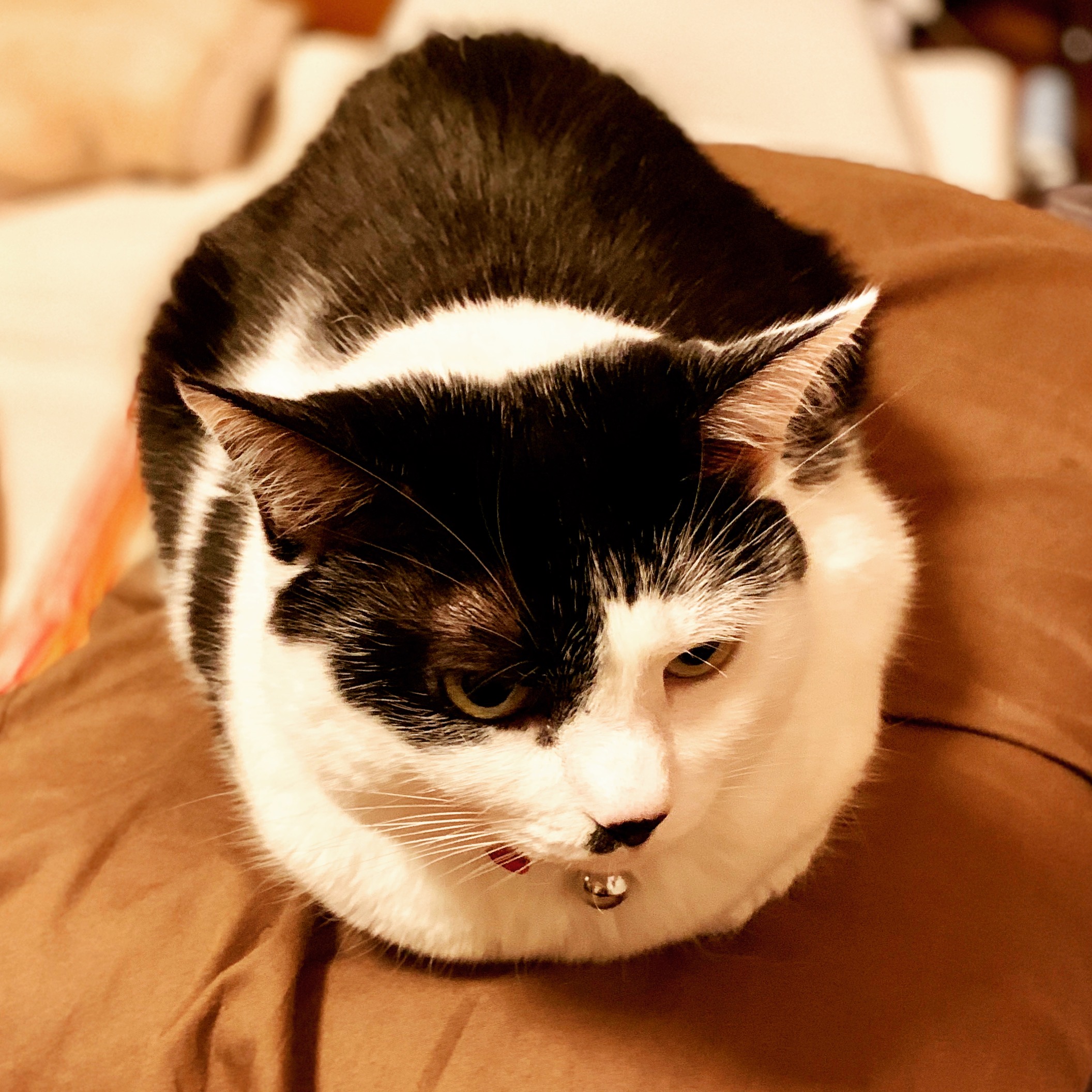 人間以外に深度表現を応用した例