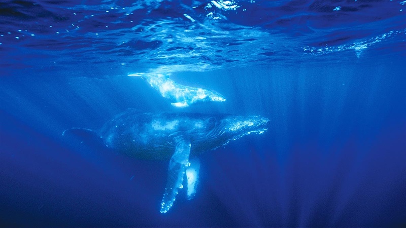 8Kカメラで撮影したザトウクジラの親子などを収録