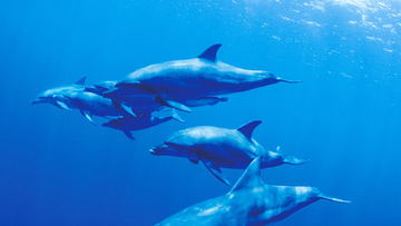 8K撮影のザトウクジラや紺碧の海が高画質UHD BDに。「世界自然