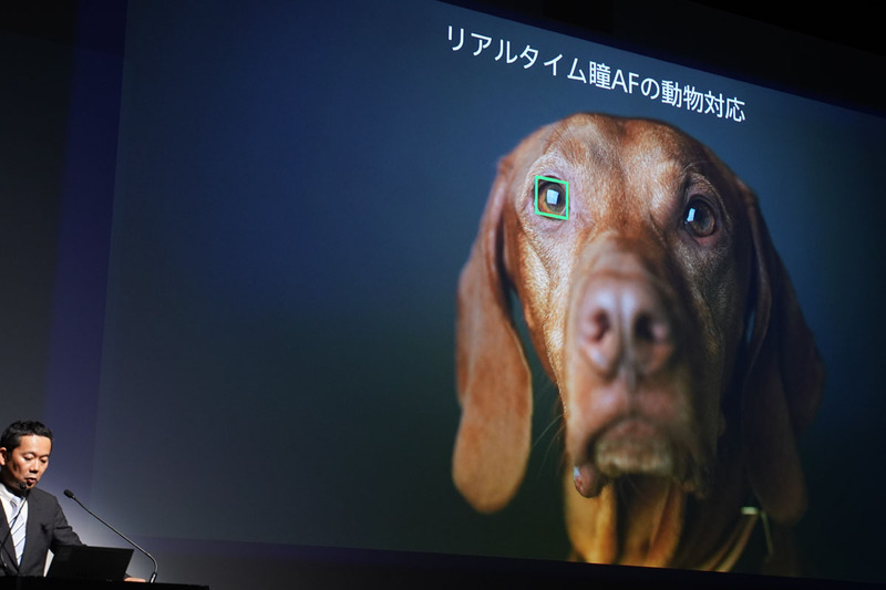 瞳AFは動物にも対応する