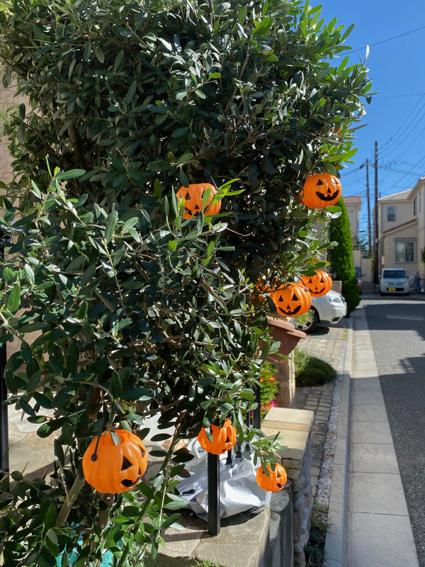 広角カメラで撮影