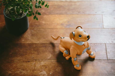 aiboの新しい仲間は「キャラメル・ブリュレ」。2020年新色 - AV
