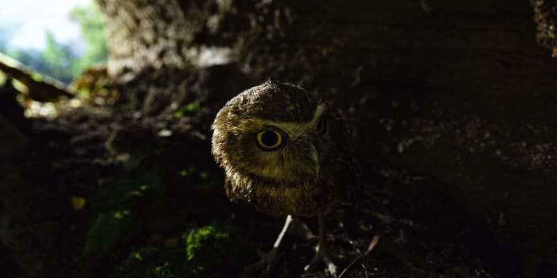 「知られざる小動物の世界」