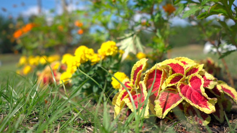 発色も偏りがなく、クセのない映像が撮影できる