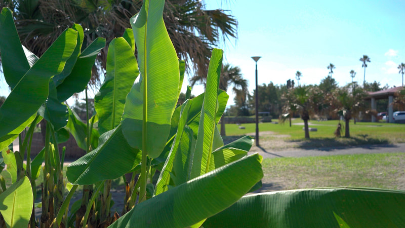 逆光気味でも十分なダイナミックレンジを確保