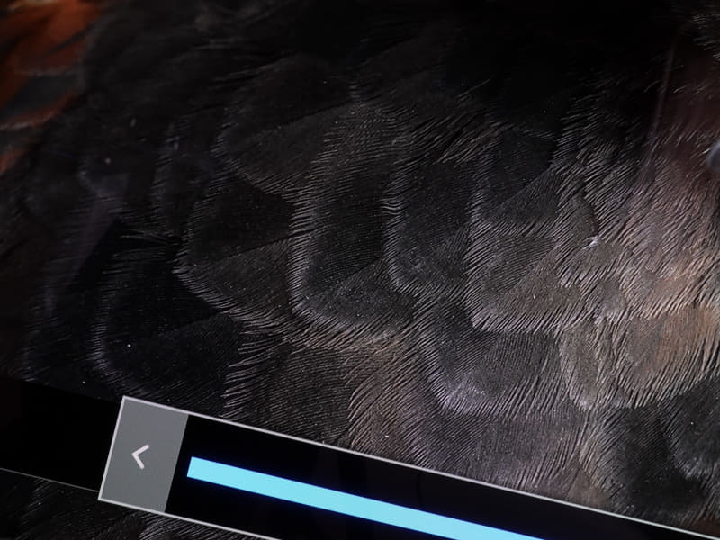 シャープネス“100”(最大設定)。毛先の白色部分がはっきり見えて先鋭度が増したように感じるが、実際はテレビが作り出した疑似輪郭による効果なので、使い方には注意が必要