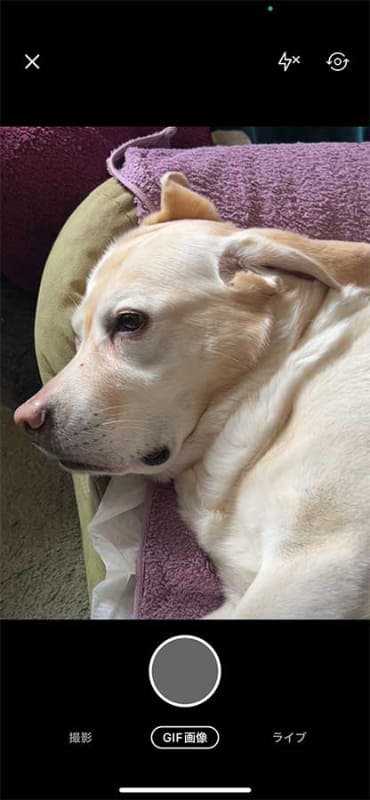 iOS版「Twitter」アプリでGIF画像の撮影・投稿機能が追加された