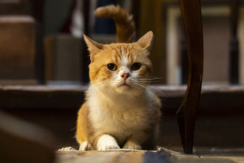 実写版『耳をすませば』“猫のムーン”写真公開 - AV Watch
