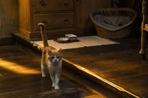 実写版『耳をすませば』“猫のムーン”写真公開 - AV Watch