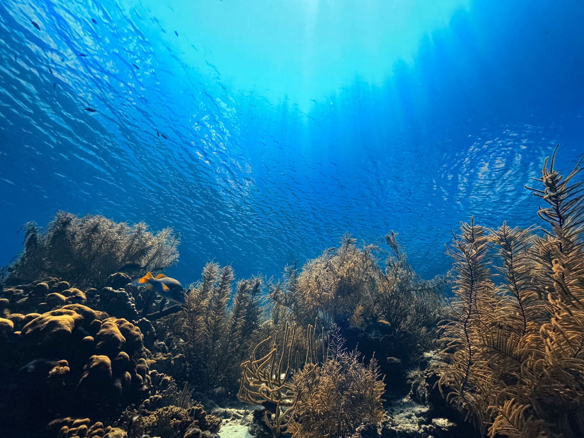 まるで単なる高解像度写真のようだが、目の前の様子を写しただけ。この解像度で迫力のある映像が見られる