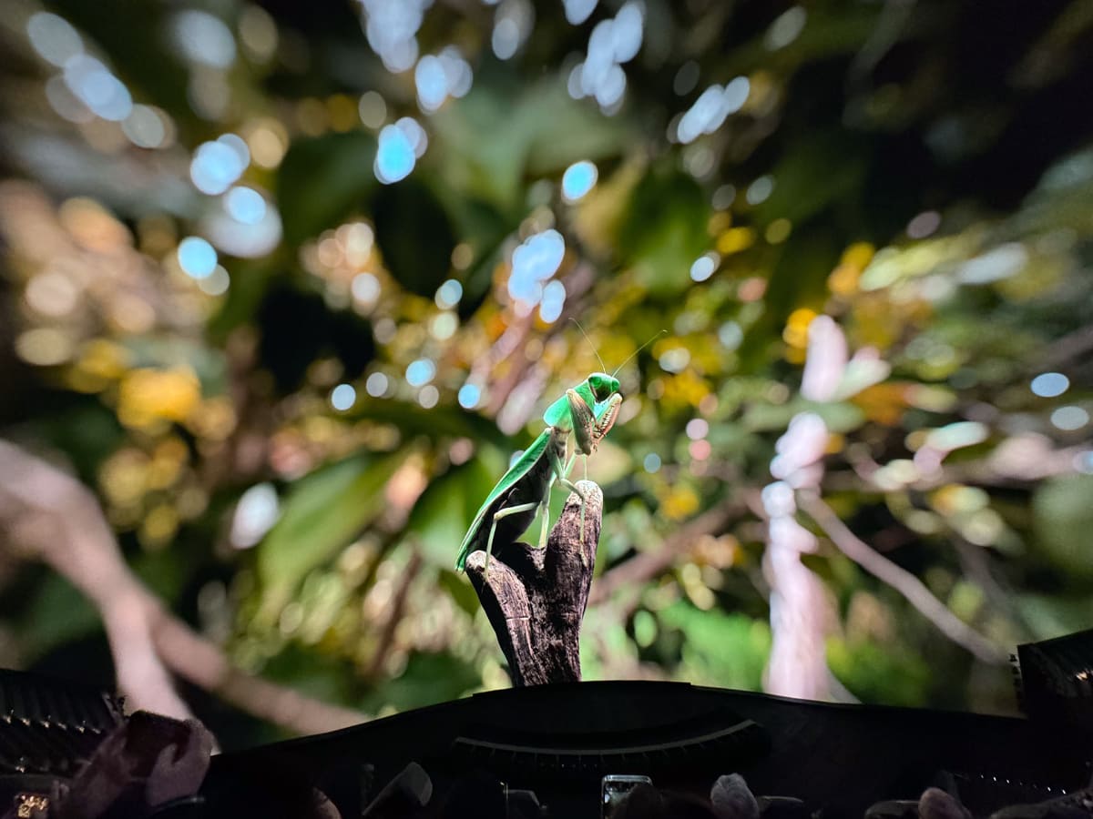 クローズアップの映像は迫力があるが、遠景とは違うイメージの映像になる