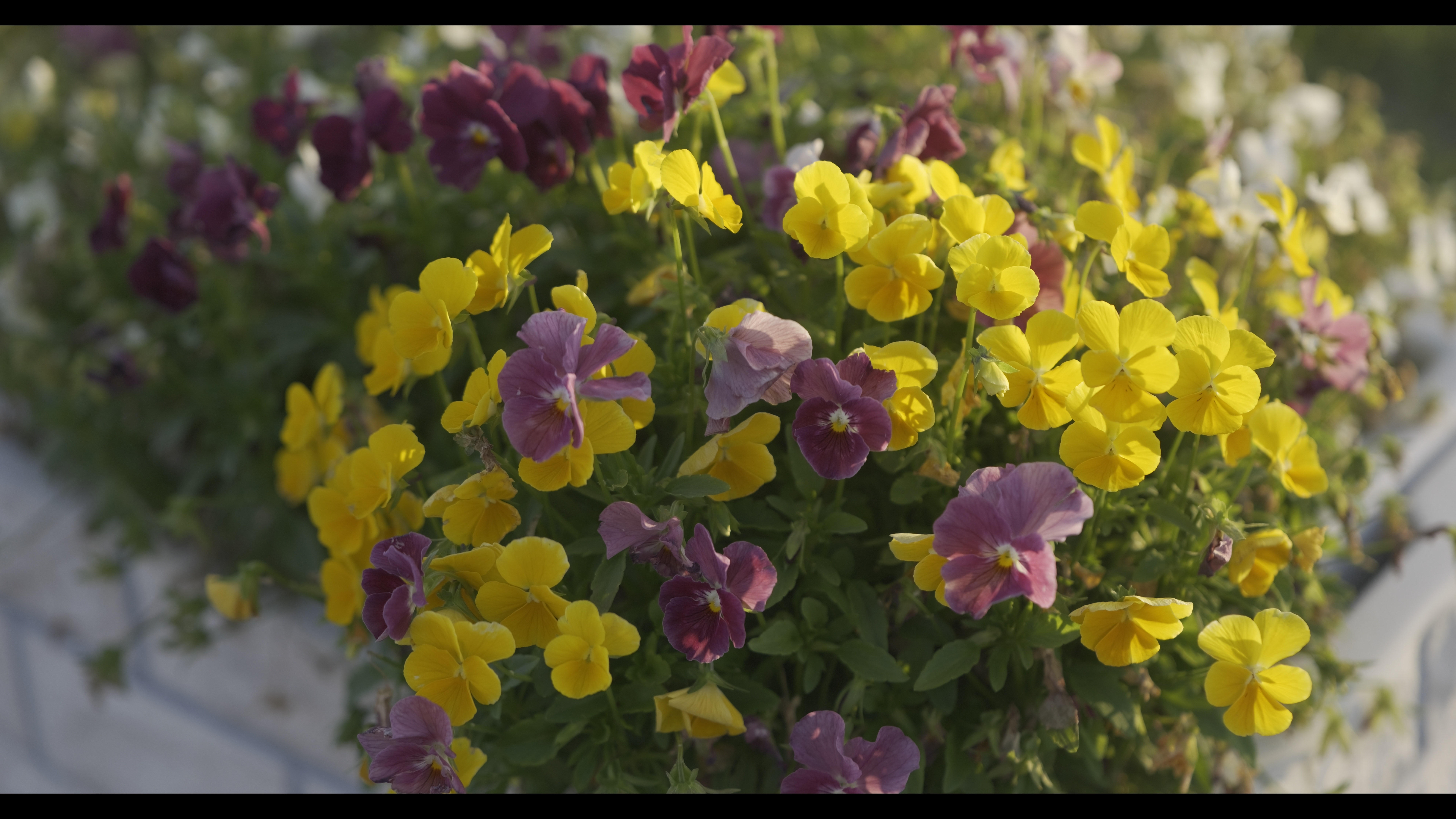 系統：Video Use/フォトスタイル：2100ライク(HLG)