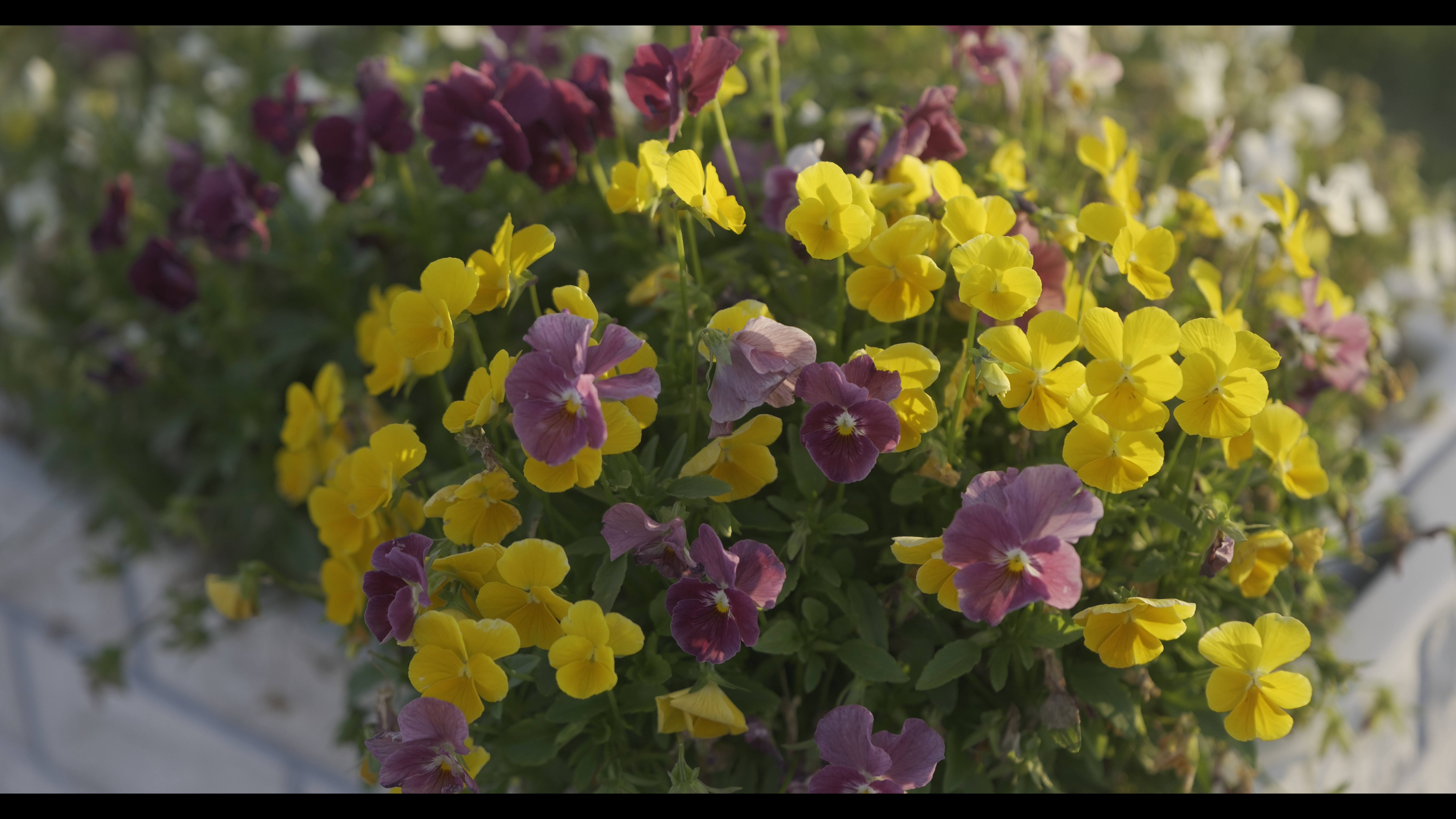 系統：Video Use/フォトスタイル：2100ライク(HLG)フルレンジ