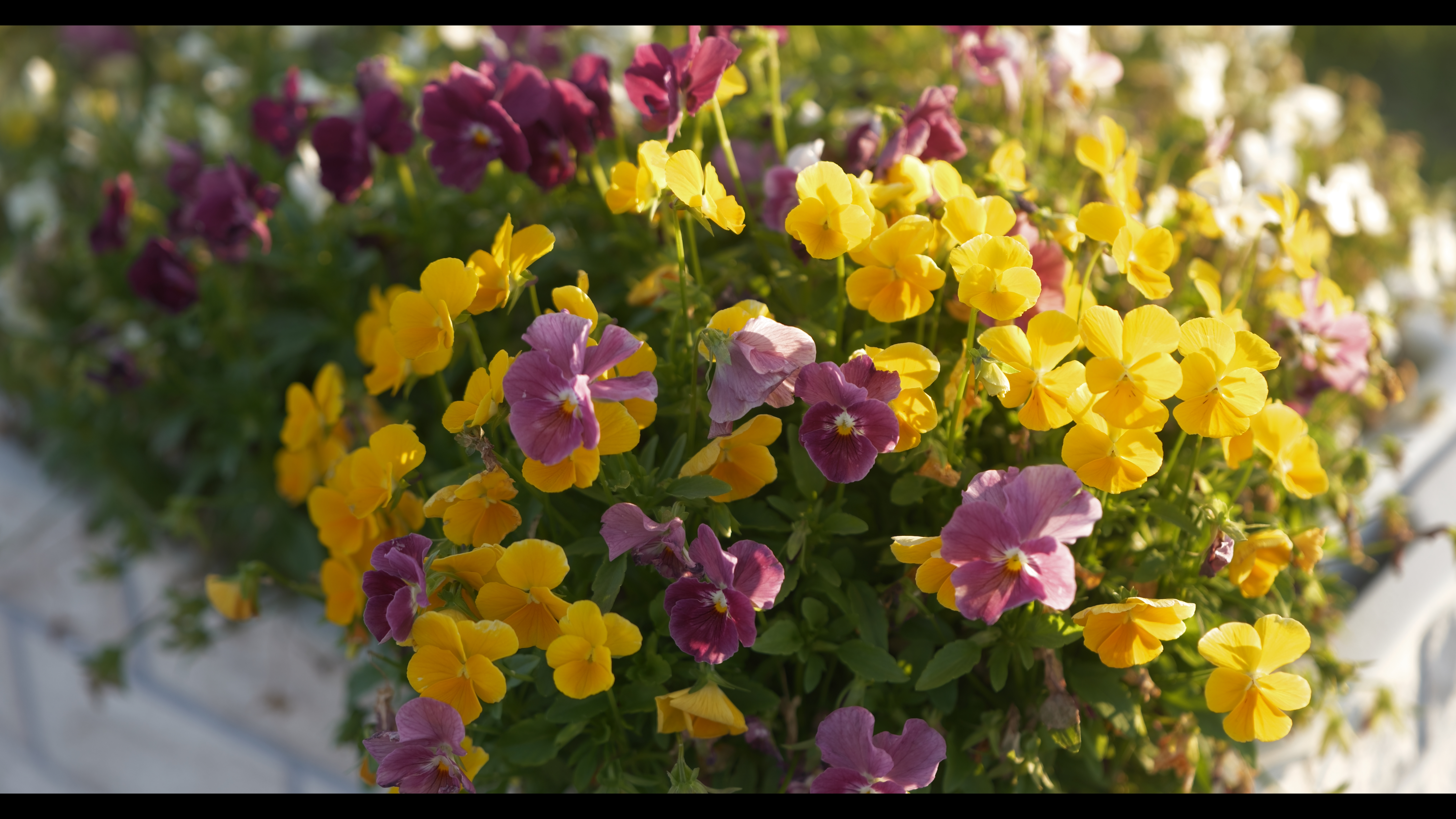 系統：Video Use/フォトスタイル：709ライク