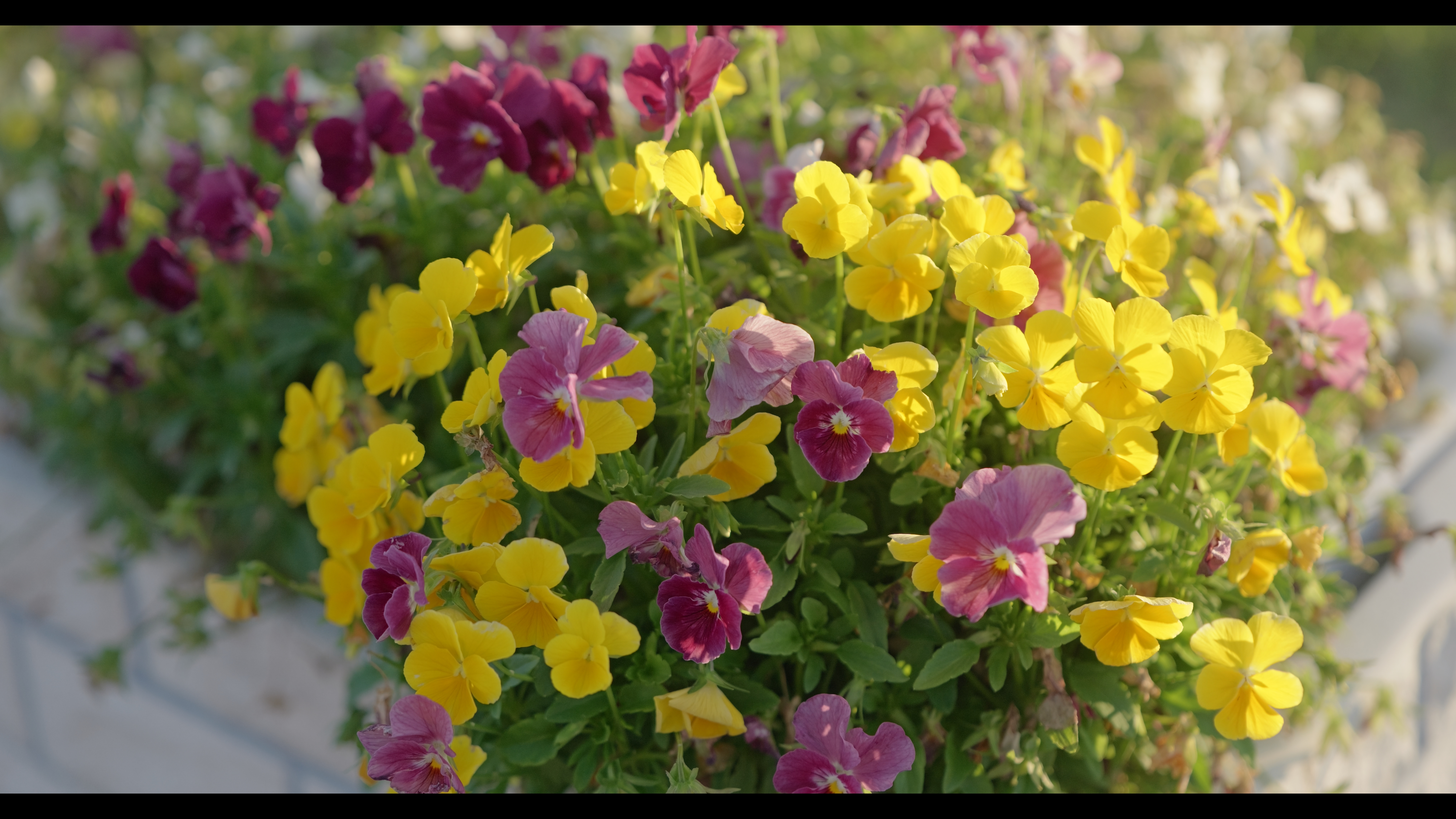 系統：Video Use/フォトスタイル：シネライクA2