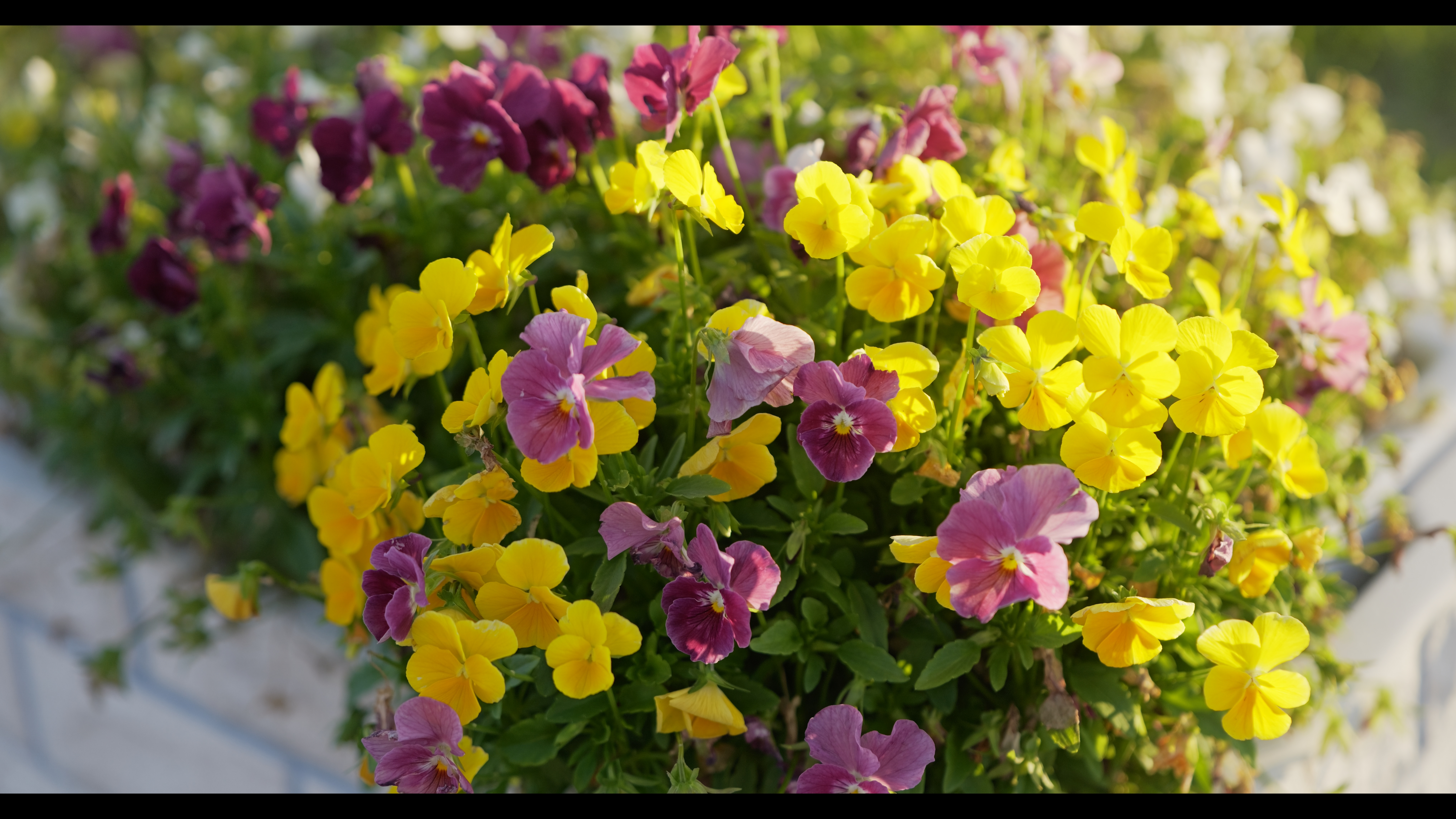 系統：Video Use/フォトスタイル：シネライクV2