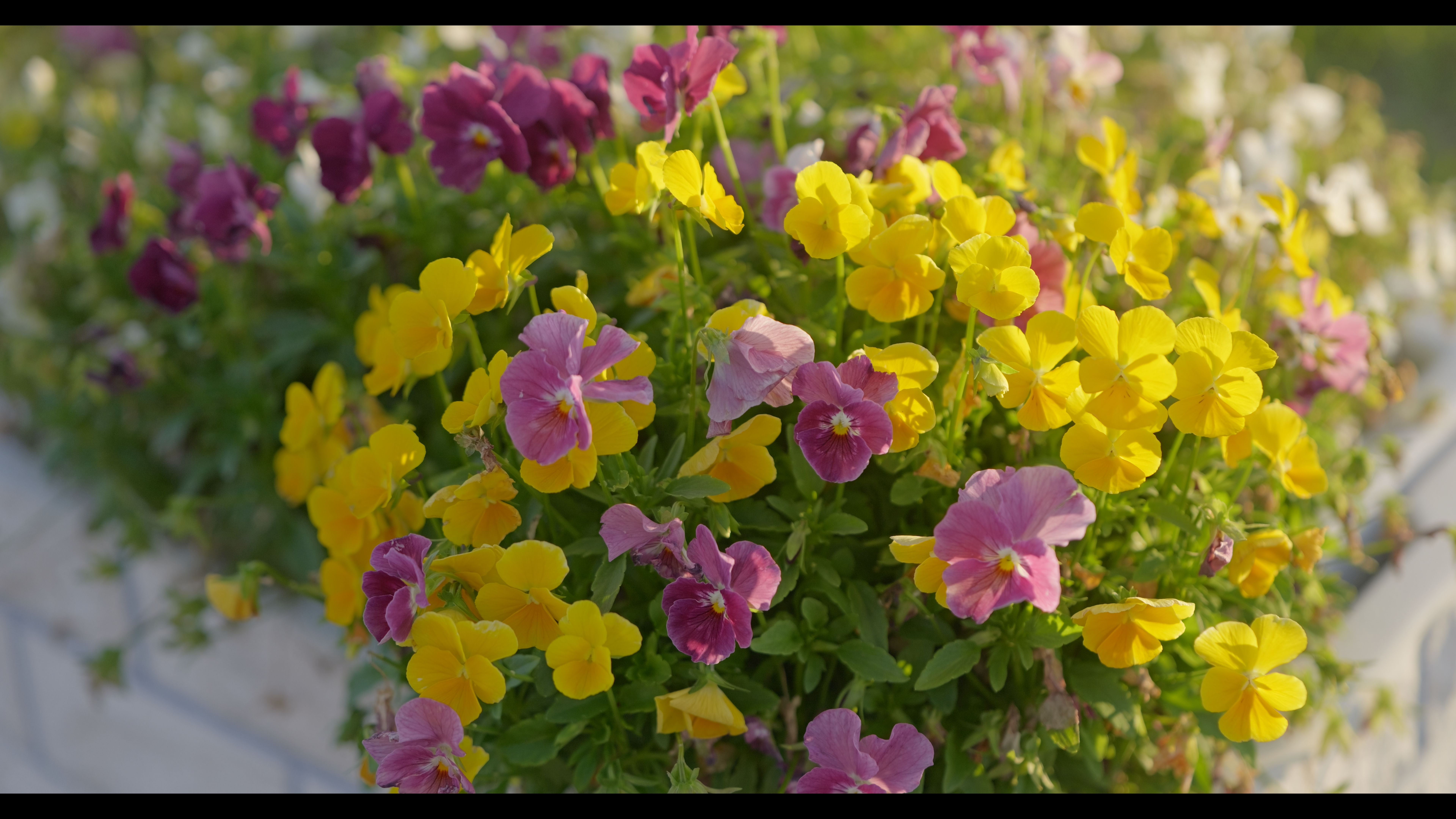 系統：Video Use/フォトスタイル：シネライクD2