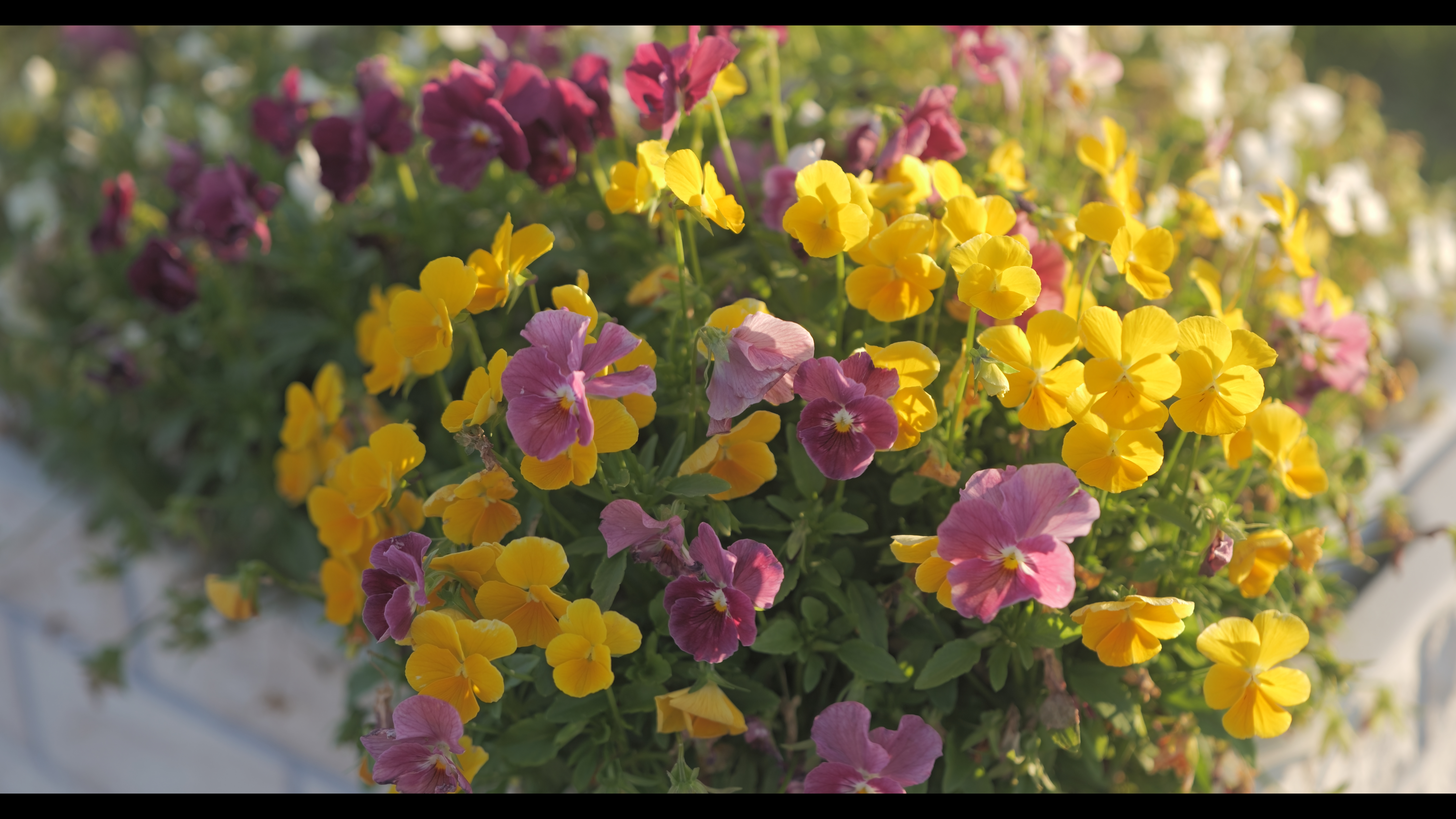 系統：マルチカラー/フラット