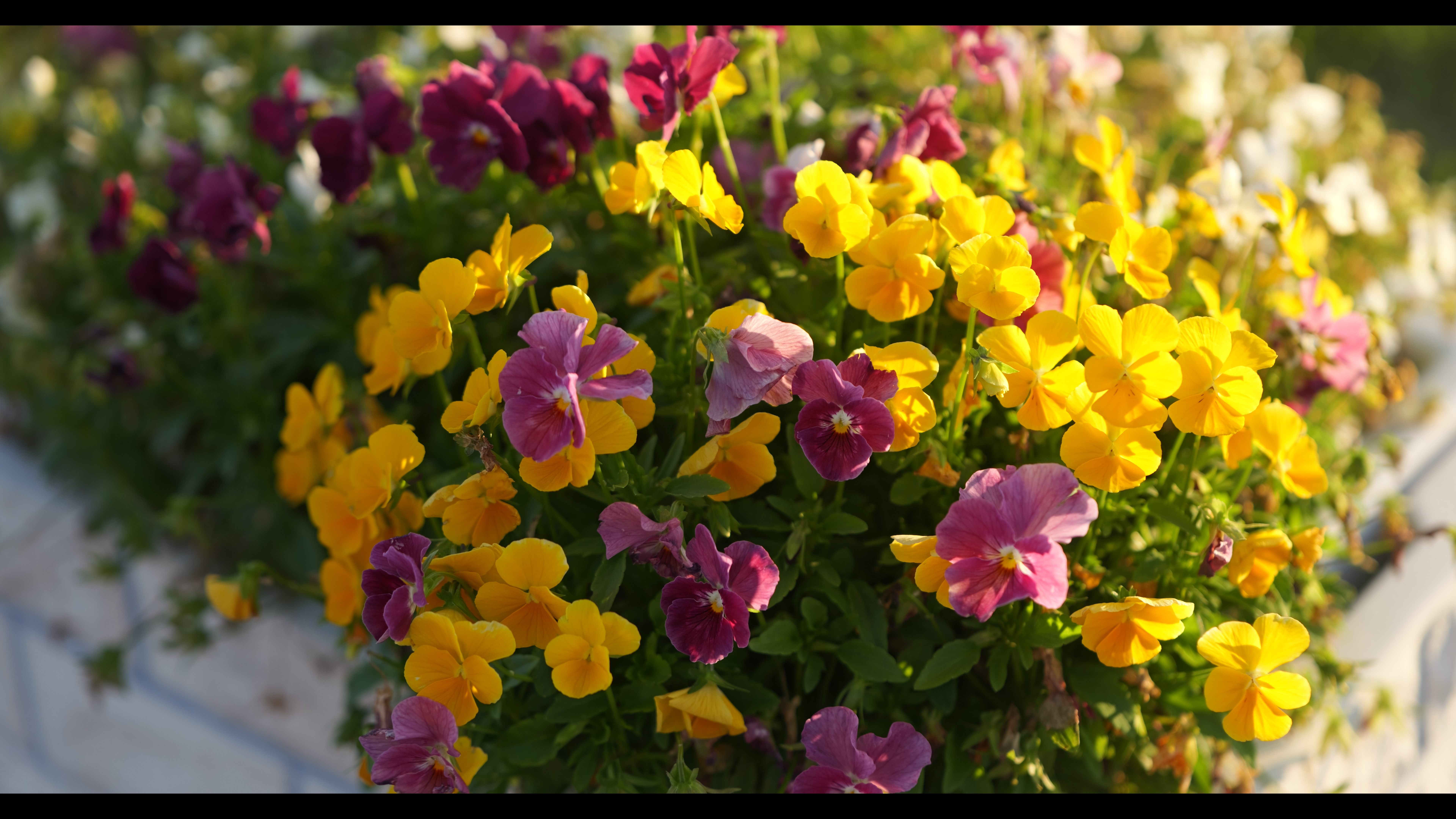 系統：マルチカラー/風景